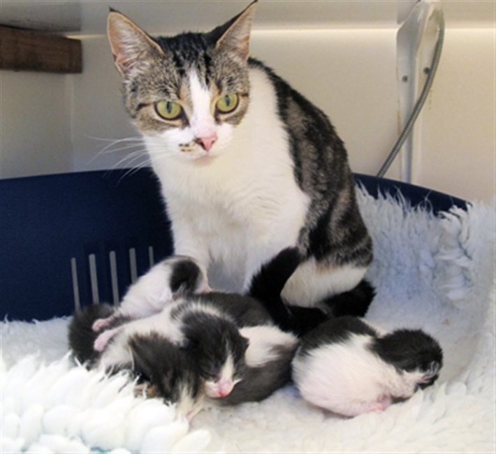 Shelley and Kittens