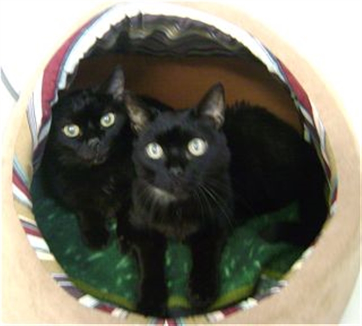 Forth Valley Cats Protection Forth Valley Cats Protection