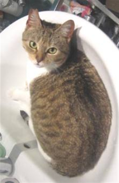 Tabitha