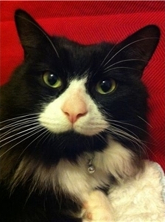 sylvester_found_cat