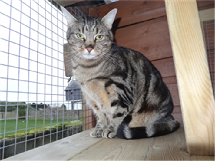 A handsome fella waiting on his forever home