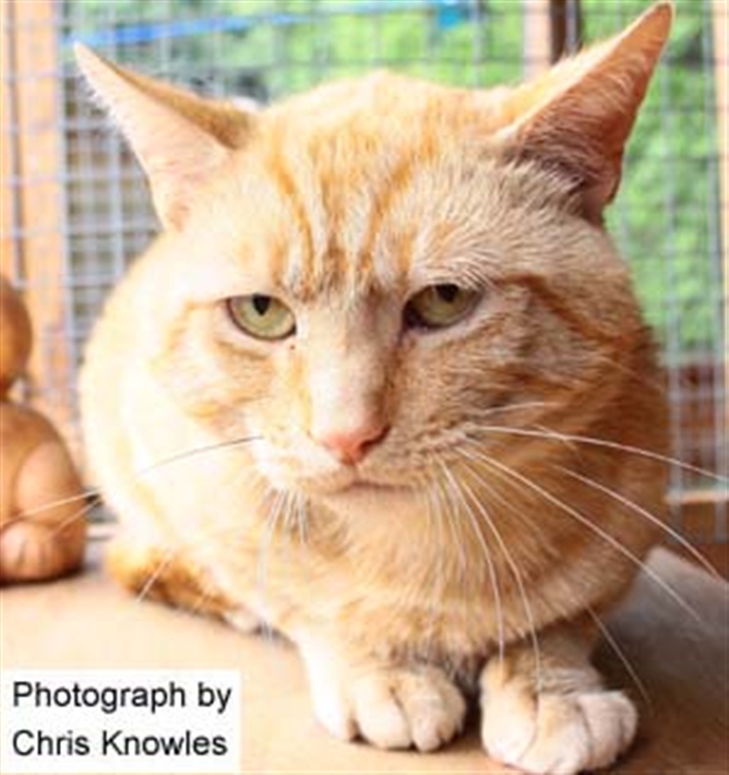 cat