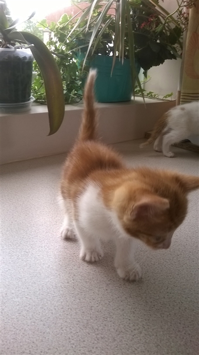 Ginger