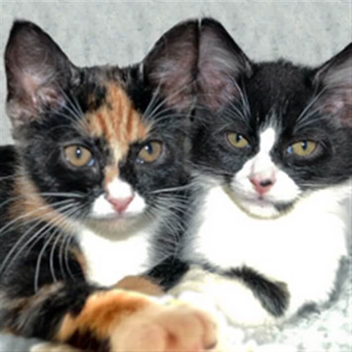 Tortie and black and white cat