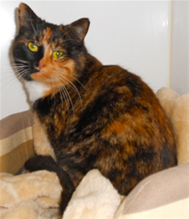 Mitzie