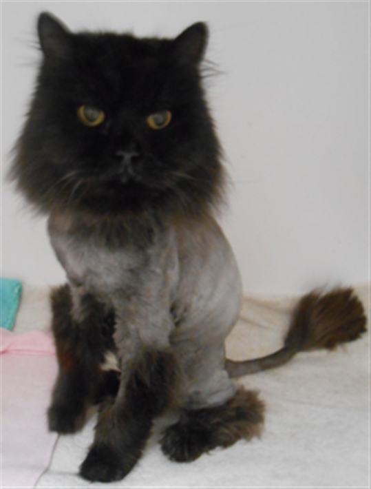 Simnel looks like Puss in Boots after being shaved