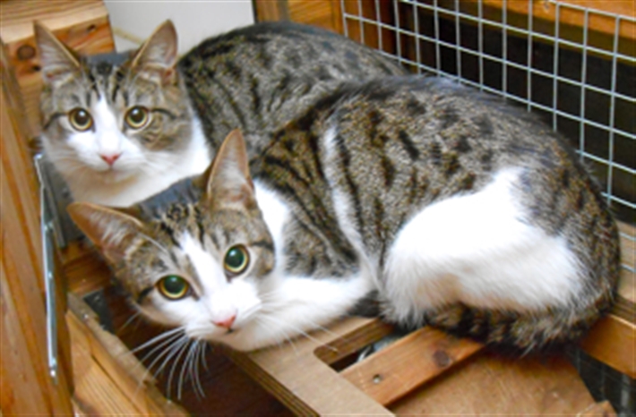 Brothers Scotty and Spock at the cattery