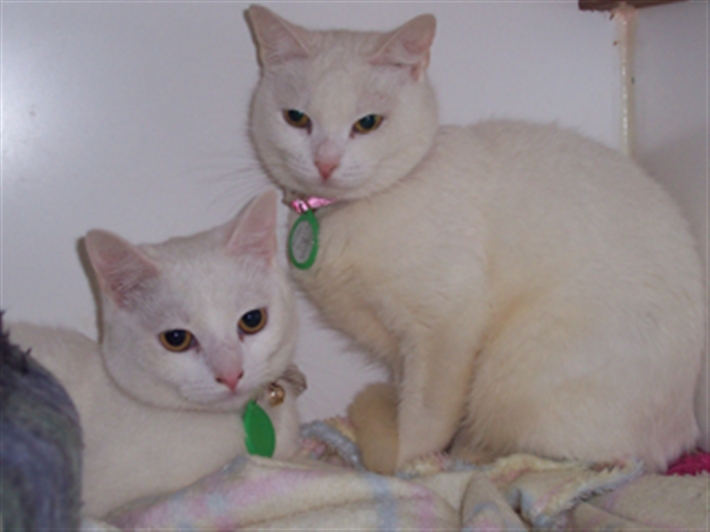 Monty and Saffron at our cattery