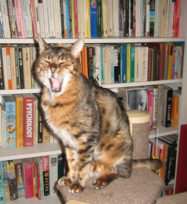 Bertie%44 the well-read Bengal!