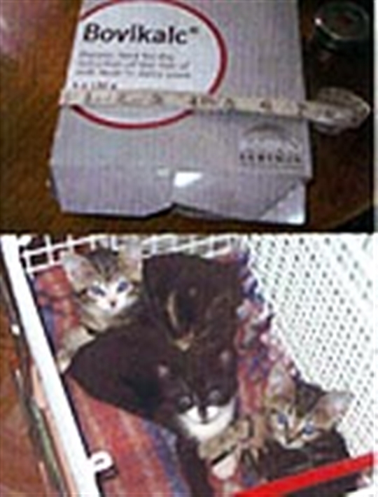 Cardboard kittens