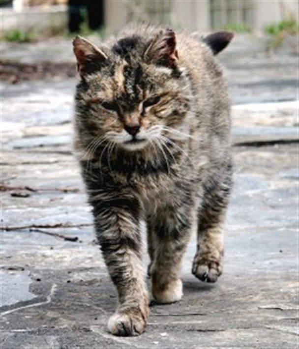 Cold feral cat walking on frozen pavement