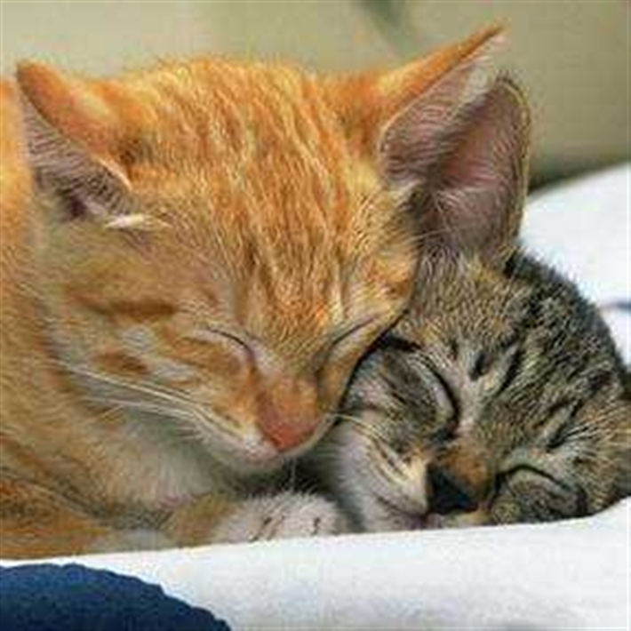 Cuddled kittens