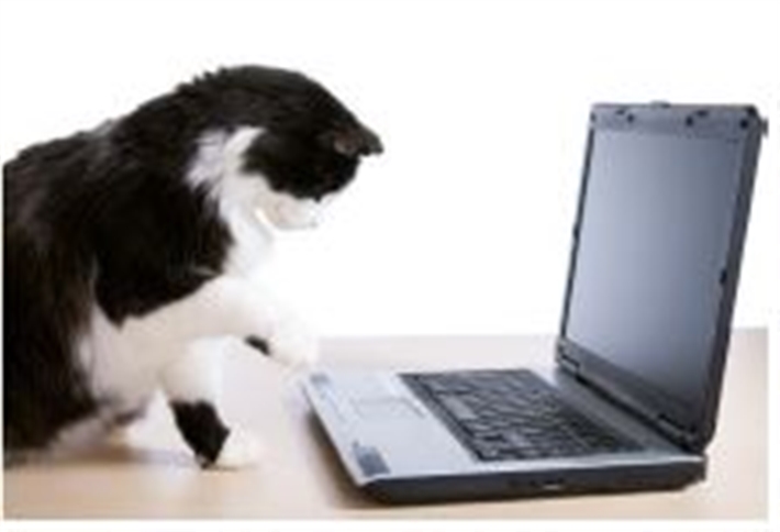 cat with laptop
