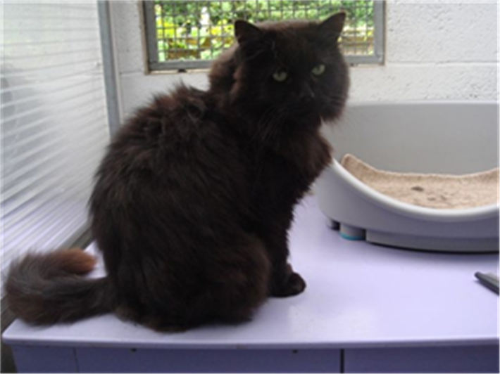 fluffy_finlay