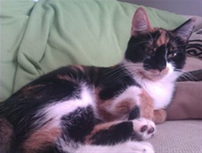 Skye%44 dark tortoiseshell