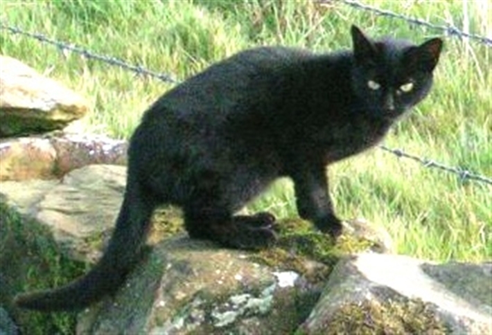 Benefits of neutering