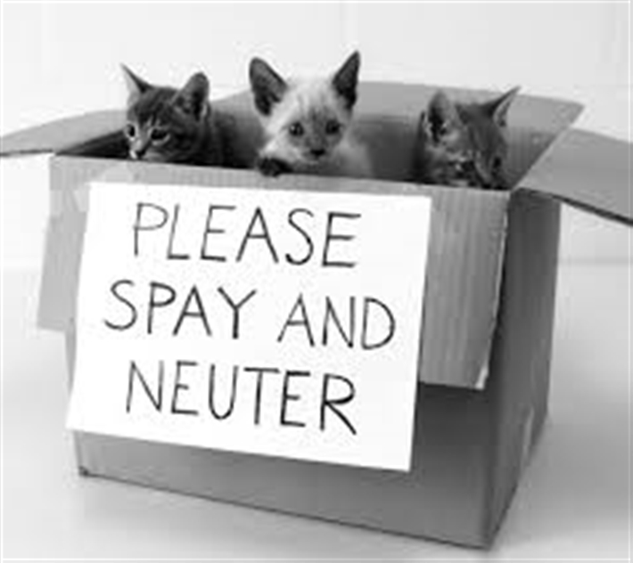 Spay shop your cat
