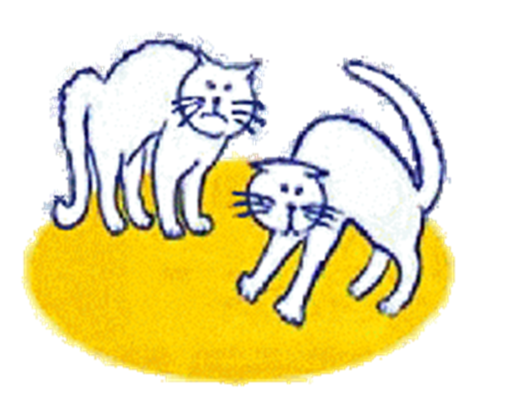 two cats fighting