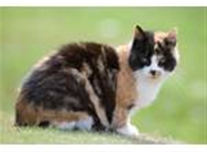 outdoor cat