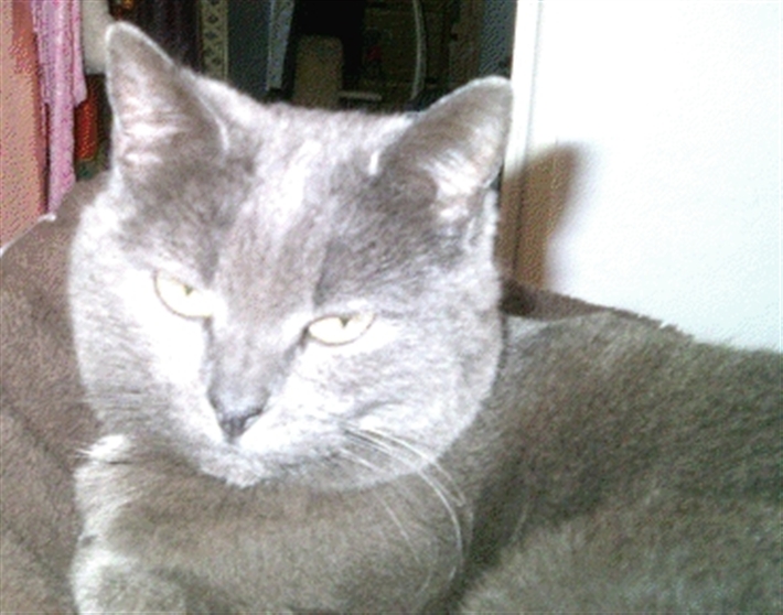 pippi_came_home