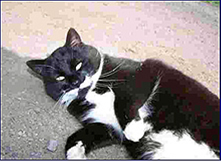Black and white cat