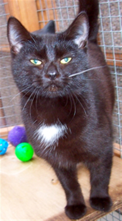 Whiskers in our pen
