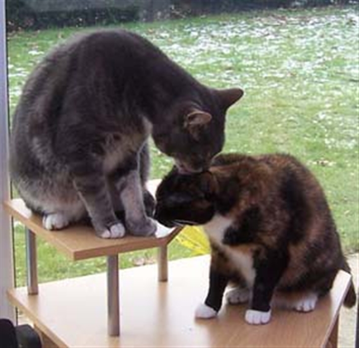 Smokey and Sasha