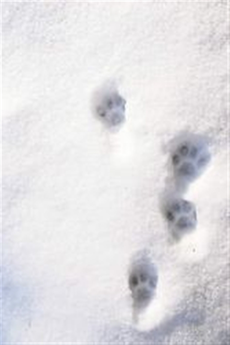 pawprints in the snow