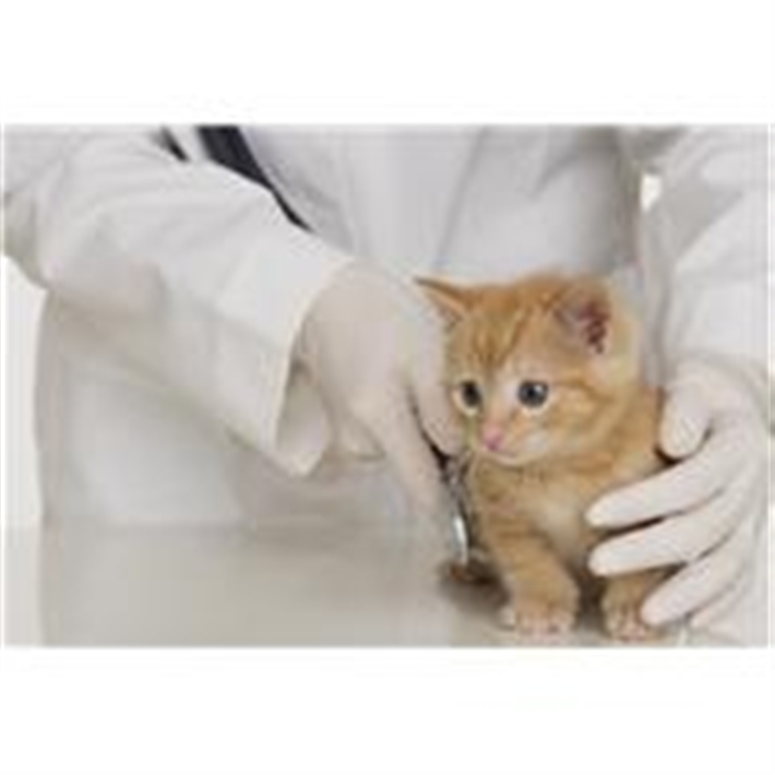 Local Veterinary Practices That Support The Branch