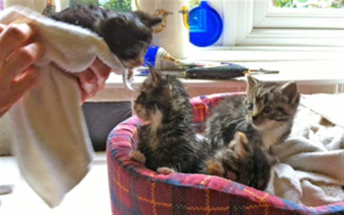 The litter being dried off after their wash