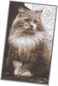 Sepia cat photograph
