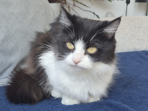 Milly