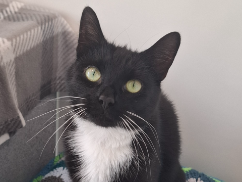 Jinxy Binx