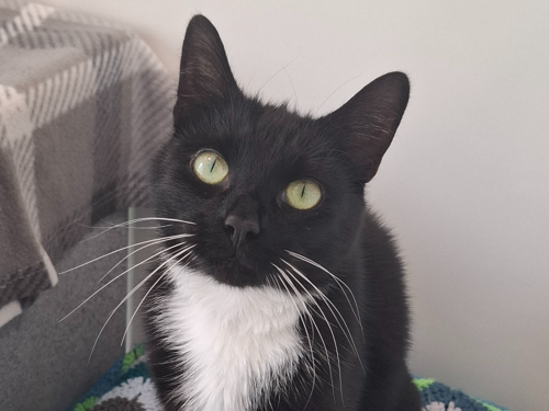 Jinxy Binx