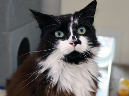 Posie