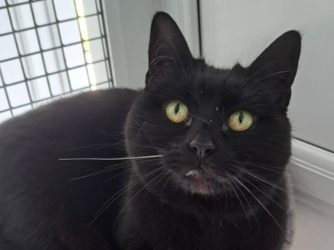 Binx