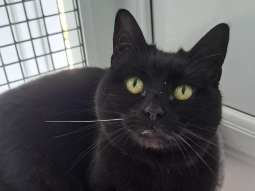 Binx